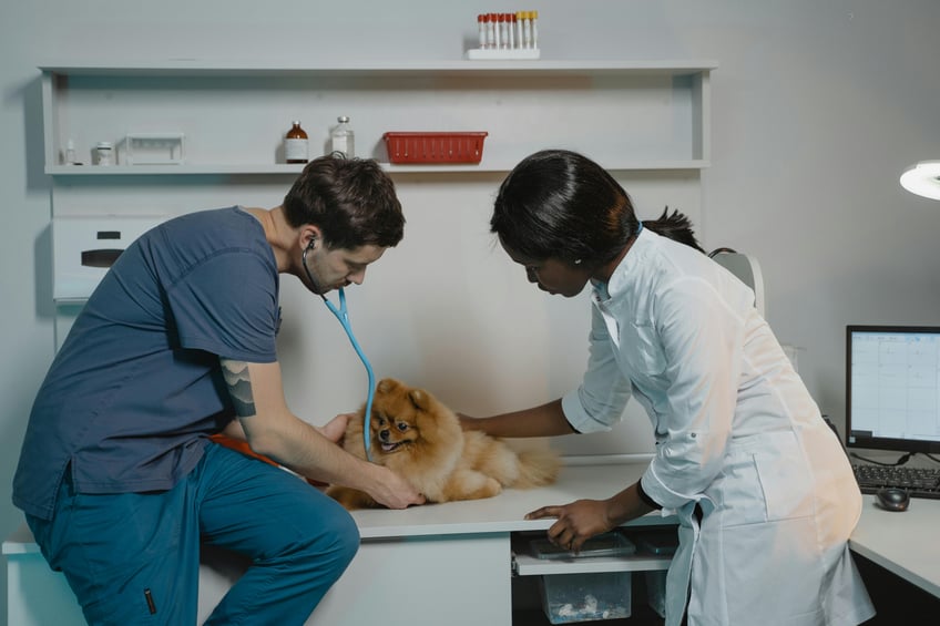 Tailored Financing Solutions: Small Business Loans for Veterinarians