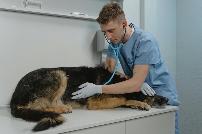 Financing for Veterinarian Businesses